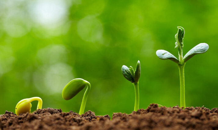 Planting of plants